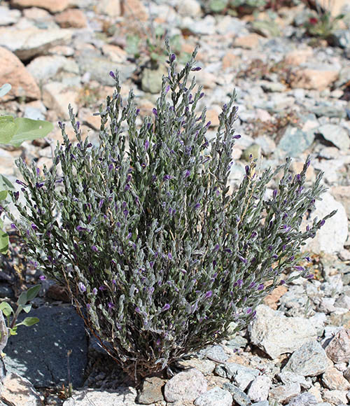  Hebecarpa macradenia (A. Gray) J.R. Abbott 